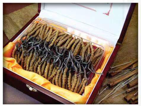 进贤冬虫夏草回收